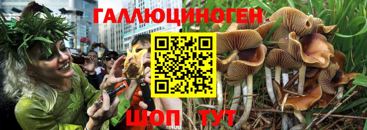 Королёв  Псилоцибиновые грибы Magic Shrooms  Вход с VPN 